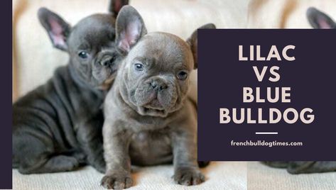 What is the difference between lilac vs blue french bulldog? Do you wanna know the real truth behind both dog breeds? What is the difference between lilac and a blue french bulldog? ComparisonLilacBlue French BulldogHeight10 – 12 inches10 – 13 inchesWeightUp to 20 lbsUp to 29 lbs.Coat typeShort and FineShort and denseColorsPurplish Gray, LilacBluish Gray colorTemperamentAffectionate, Playful, LaidbackFriendly, Lilac Merle French Bulldog, Blue Brindle French Bulldog, Lilac French Bulldog, Blue Bulldog, Blue French Bulldog, Brindle French Bulldog, Merle French Bulldog, Blue Frenchie, Dark Blue Eyes