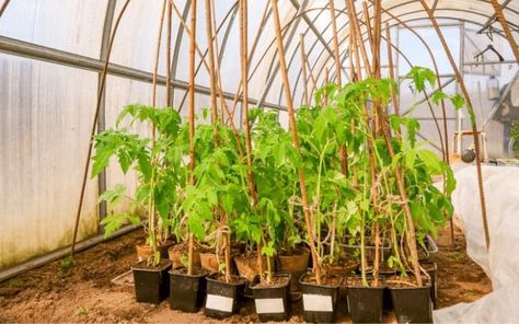 How Many Tomatoes Fit In a 5 Gallon Bucket? Tomatoes In 5 Gallon Buckets, Growing Tomatoes In 5 Gallon Buckets, What Can I Grow In 5 Gallon Buckets, 5 Gallon Bucket Potatoes, Tomatoe Plants In Buckets, 5 Gallon Buckets, Tomato Seedlings, Cucumber Plant, Self Watering Pots