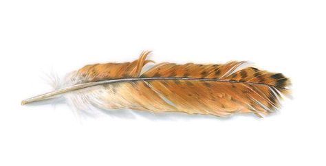 red-tailed hawk feather | Tattoos | Pinterest | Hawks, Feathers ... Red Tail Hawk Feathers, Redtail Hawk, Feather Ideas, Hawk Feather, Red Tail Hawk, Tattoo Feather, Hawk Feathers, Hawk Tattoo, Mermaid Pin