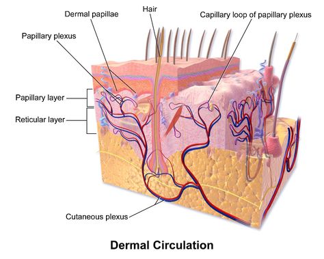 How To Retain Information, Skin Anatomy, Lymph Vessels, Integumentary System, Nerve Fiber, Sweat Gland, Human Anatomy And Physiology, Adipose Tissue, Body Systems