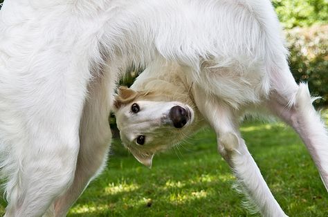 Silken Windhound, Russian Wolfhound, Crazy Animals, Borzoi Dog, Afghan Hound, Puppy Paws, Silly Dogs, Appaloosa, Hound Dog