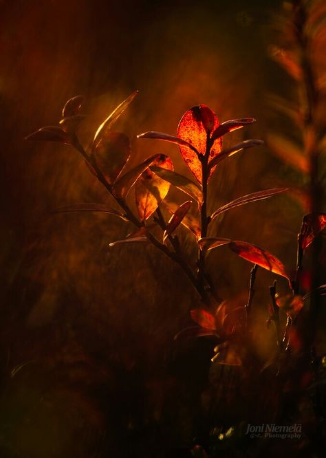 Fae Aesthetic, Color Me Mine, Orange Aesthetic, Orange Wallpaper, Red And Orange, Fantasy Aesthetic, Brown Aesthetic, Autumn Aesthetic, Aesthetic Images