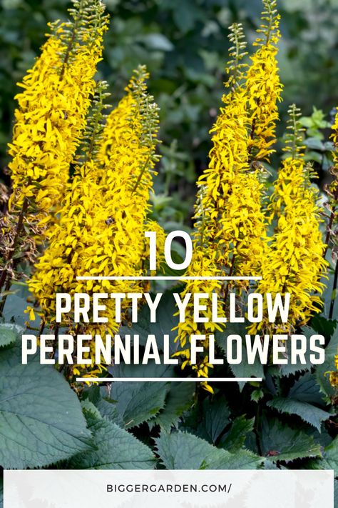 Ever wondered which yellow perennials can brighten up your garden all year round? Dive into our list of ten dazzling yellow flowers that will keep your garden radiant and lively. Click to find out more and make sure to follow us for endless gardening ideas! Yellow And White Garden, Yellow Perennials, Perennial Flowers, Zone 5, Tall Plants, White Gardens, Flowers Perennials, Garden Spaces, Gardening Ideas