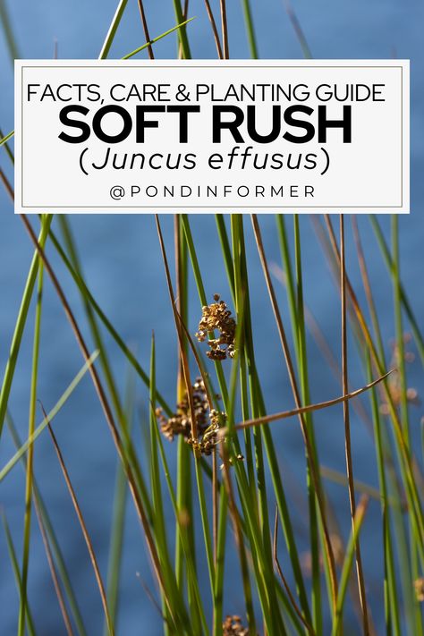 Discover the beauty of Soft Rush with our comprehensive guide! Explore intriguing facts, essential care tips, and a planting guide for Juncus effusus. Unlock the secrets to cultivating this versatile ornamental grass in your garden. Transform your landscape with the grace of Soft Rush! #SoftRush #OrnamentalGrass #GardeningGuide #GardenTips #PlantingGuide #Facts #CareGuide Juncus Effusus, Rush Plant, Seeds Benefits, Planting Guide, Ornamental Grass, Different Species, Ornamental Grasses, The Grace, Dream Garden