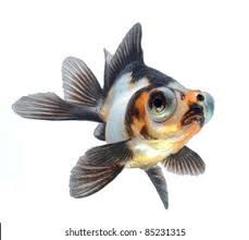 Big Eyed Fish, Eyes Images, Big Eyes Art, Big Eyes, Goldfish, Art Education, Fish Pet, Royalty Free Stock Photos, Royalty Free