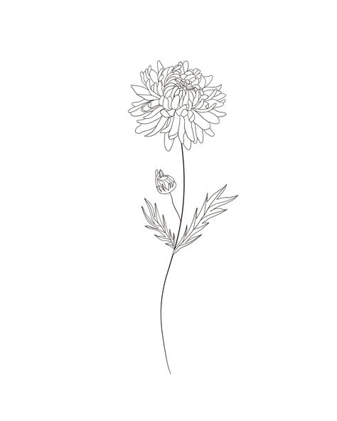 Check out my Etsy shop to get a drawing of your birth flower! #mums #novemberbirthday #november #flower #flowerillustration #tattoodesign #flowertattoo November Birthday Flower Tattoo, Crysanthiums Flower Tattoo, Realistic Chrysanthemum Tattoo, November Chrysanthemum Tattoo, November Birth Flower Drawing, Chrisanthiums Flower Tattoo Design, Small Chrysanthemum Tattoo Design, Mum Flower Drawing, November Birthday Tattoo