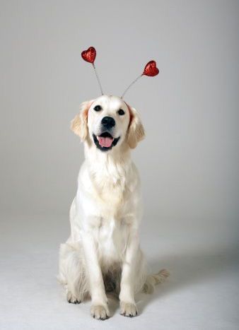 Happy Valentines Day Photos, Animal Photoshoot, Puppy Portraits, Dog Calendar, Valentines Day Dog, Dog Photoshoot, Valentines Day Photos, Valentine Photo, Dog Valentines