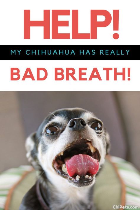 You love your dog, but you can't stand their breath! Here are some simple answers to help you combat your dog's bad breath. Dog Bad Breath Remedy, Dog Breath Remedy, Bad Dog Breath, Bad Breath Remedy, Dog Breath, Puppy Kisses, Chihuahua Love, Dog Safety, Dog Help