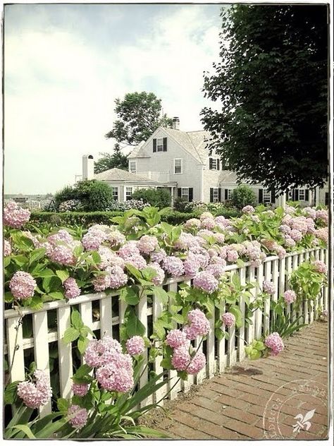 Would love to have a fence lined with hydrangeas! Flowers Growing, White Fence, White Picket Fence, Have Inspiration, Picket Fence, Dream Garden, Garden And Yard, Cottage Garden, Garden Arch