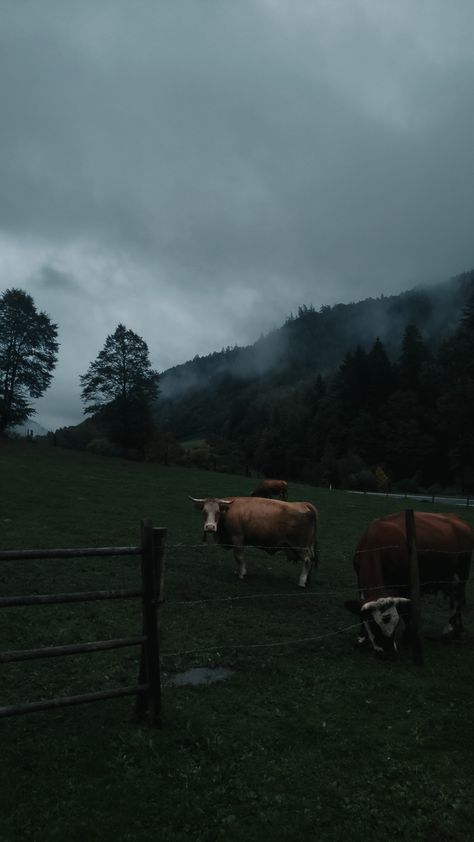 Foggy Hills Aesthetic, Foggy Forest Aesthetic, Dark Green Academia, Austria Aesthetic, Dark Irish, Storm Images, Cottagecore Forest, Aesthetic Mountains, Tree Wallpaper Iphone