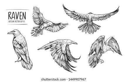 Raven Flying Drawing, Flying Drawing, Raven Illustration, Raven Flying, Flying Raven, Crow Flying, Crows Drawing, Raven And Wolf, Creaturi Mitice