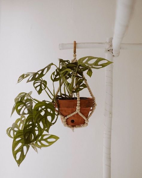 clut·ter (@lovetheclutter) posted on Instagram • Aug 15, 2020 at 11:33pm UTC Pretty House Plants, Bacopa Plant, Beaded Plant Hanger, Plants 101, Jungle Oasis, Wood Element, Hanging Plants Indoor, Support Plante, Cactus Y Suculentas