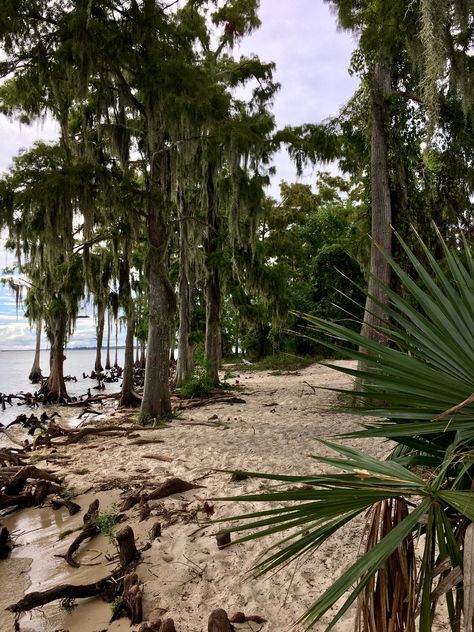 Cypress trees along the shore of Lake Pontchartrain in Fountainbleau State Park in Mandeville Louisiana, this is why we love our southern landscapes! Fountainbleau State Park Louisiana, Louisiana Aesthetic, Southern Landscapes, Charleston Living, Wild Florida, Louisiana Photography, Mandeville Louisiana, Key West House, Florida Trips