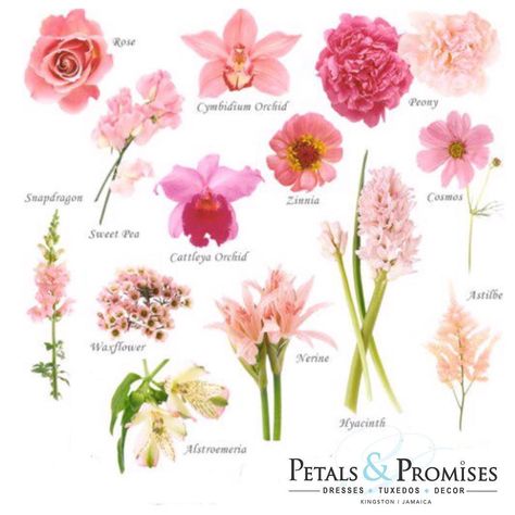 Petals & Promises on Instagram: “Flower Power 🌸 #typeofflowers for your big day! #flowerchart what’s #available? What’s #common #popular #colorful The #rarest Most…” Wedding Schemes, Flower Chart, Cattleya Orchid, Cymbidium Orchids, Flower Farm, Types Of Flowers, Calla Lily, Sweet Pea, Flower Power