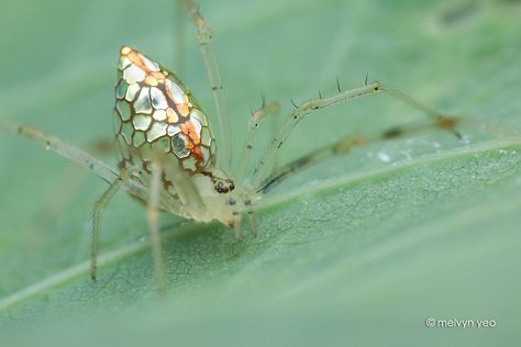 Mirror comb-footed spider (Thwaitesia sp.) by melvynyeo Mirror Spider, Australian Spider, Arachnids Spiders, Spider Pictures, Spider Species, Bug Collection, Cool Bugs, Parts Of A Flower, Mirror Plates