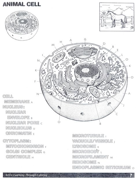 Animal Cell Coloring Page Answers – Through the thousand photos on the net regarding animal cell coloring page answers , choices the very best choices having greatest resolution exclusively for you all, and this images is among photos series inside our ideal images gallery about Animal... #animal #coloring #pages Plant Cell Drawing, Plant Cell Labeled, Animal Cell Drawing, Animal Cell Organelles, Animal Cell Structure, Plant Cell Diagram, Cell Diagram, Cells Worksheet, Plant And Animal Cells