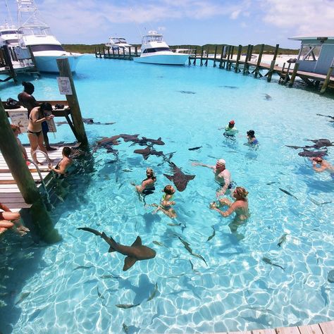 Top Things to do in Exuma: The Ultimate Guide Exumas Bahamas, Exuma Bahamas, Bahamas Travel, Bahamas Vacation, Sharks, Bahamas, Healthy Living, Things To Do, Swimming