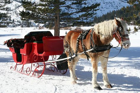 In a one-horse open sleigh! Belgian Draft Horse, Sled Ride, One Horse Open Sleigh, Dog Sled, North Lake Tahoe, Sleigh Rides, Pony Breeds, Magical Horses, Winter Photoshoot