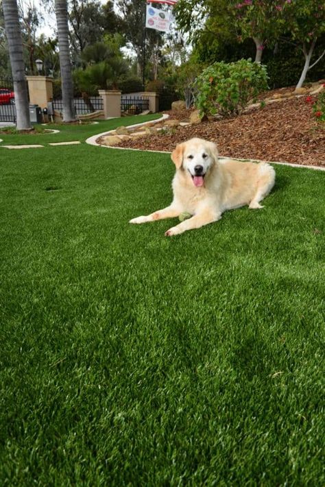 Fake Grass For Dogs, Artificial Grass Backyard, Artificial Grass For Dogs, Pet Turf, Pet Grass, Dog Yard, Artificial Lawn, Fake Grass, Artificial Turf