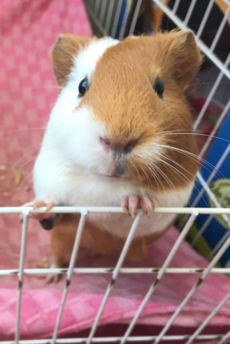 Guenia Pigs, Pig Pics, Pet Rodents, Land Animals, Cute Guinea Pigs, Guinea Pig Cage, 10% Happier, Pets 3, Funny Hats