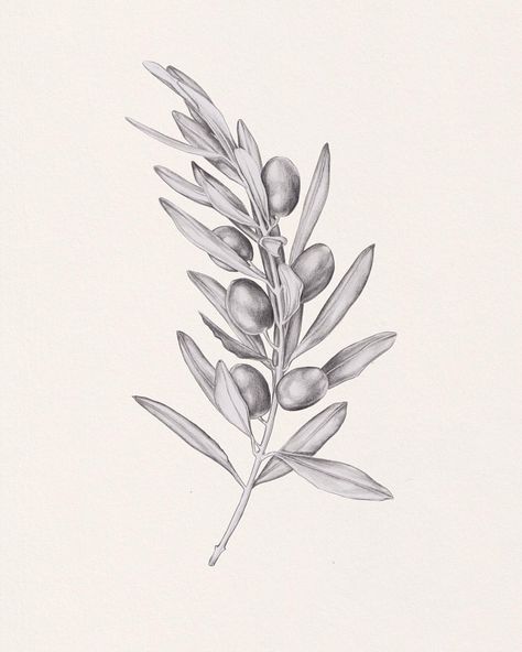 An olive sprig after I spotted a particularly beautiful tree on yesterday's afternoon walk ✍🏻✨ Sprig Tattoo, Olive Sprig, Olive Branch Tattoo, Jewel Tattoo, Branch Tattoo, Plant Drawing, Olive Tree, Olive Branch, Body Mods