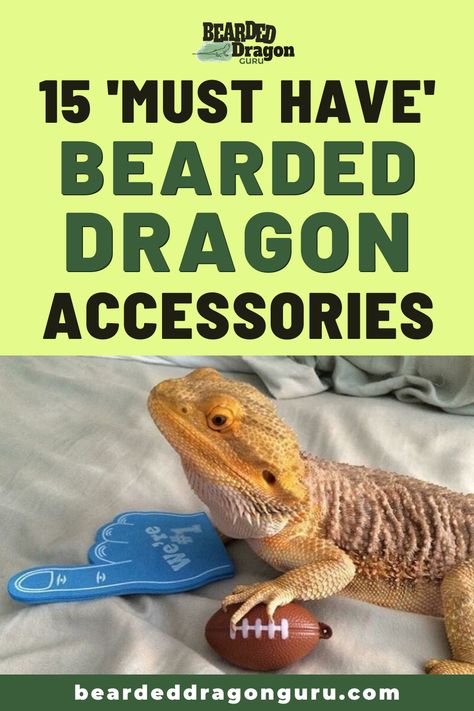 Without some of these accessories, a bearded dragon can easily become bored. You will want to keep their minds and bodies active to keep them in the best of health. You will also want to check out some of these other accessories that make your life so much easier too. Click the link to check these out now #beardeddragonaccessories #accessoriesforbeardeddragons #beardeddragonaccessory Bearded Dragon Terrarium Live Plants, Bearded Dragon Information, Terrarium Pets, Bearded Dragon Food List, Bearded Dragon Setup, Bearded Dragon Toys, Beard Dragon, Diy Bearded Dragon Enclosure, Bearded Dragon Harness