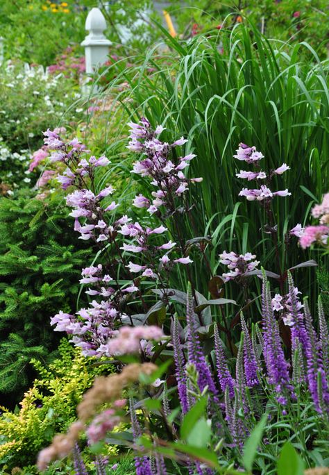 Small Perennial Garden Ideas, Flowers Full Sun, Garden Core, Diy Cottage, Perennial Gardens, Mauve Flowers, Planting Ideas, Cottage Garden Design, Cottage Garden Plants