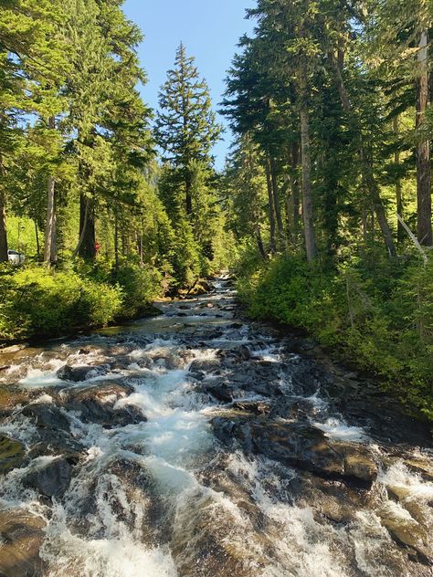 Pnw Home Aesthetic, Pacific Northwest Aesthetic, Washington Aesthetic, Washington Landscape, Seattle Life, Pnw Aesthetic, Pnw Washington, Stick Season, Northwest Landscaping