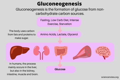 Glycogenesis Pathway, Gluconeogenesis Pathway, Biochem Notes, Cortisol Hormone, Organic Chemistry Study, Electrolyte Balance, Acetyl Coa, Adrenal Gland, Learn Biology