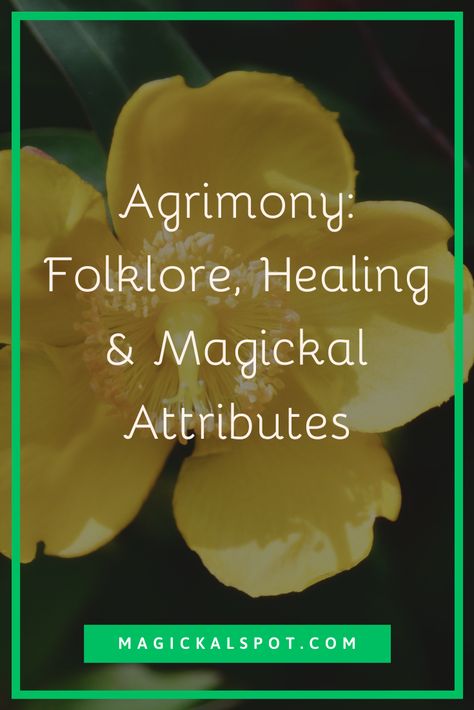 In this article, we'll learn more about an Agrimony, its folklore, healing and magickal uses, and much more. Agrimony Magical Properties, Green Magic, Herbal Healing, Herb Garden, Spirituality, Herbs, Healing, Green, Gifts