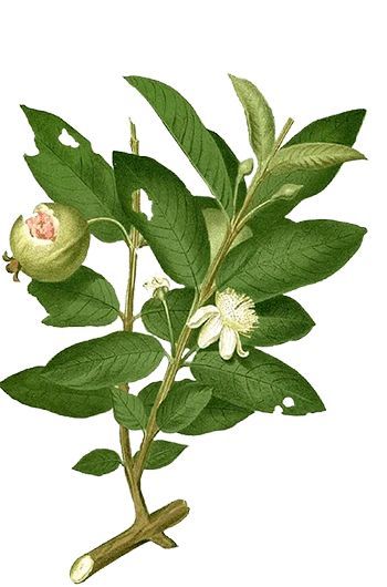 Guava Drawing, Drama Journal, Guava Plant, Chinese Painting Flowers, Guava Tree, Guava Leaves, Guava Fruit, Plant Tattoo, Coloring Tips