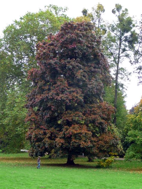 Crimson King Maple Tree Turning into Fall Crimson King Maple Tree, House Inspection, Crimson King, Live Earth, Big Leaves, Maple Tree, Botanical Beauty, Home Inspection, Outdoor Oasis