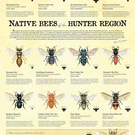 Products Archive | Page 4 of 5 | Sydney Stingless Bees Bee Hive Stand, Different Types Of Bees, Hive Stand, Stingless Bees, Types Of Bees, Bee Friendly Garden, Flower Chart, Australian Native Garden, Bee Hotel