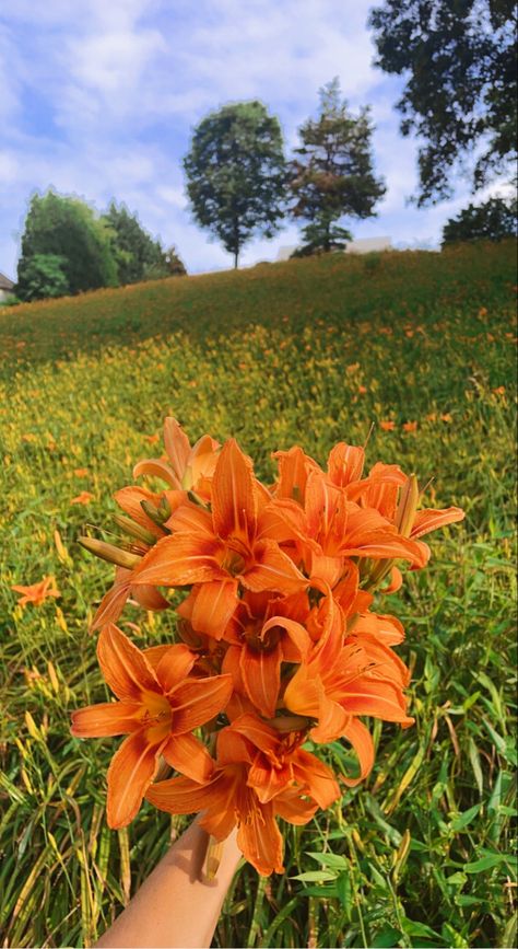 #flowers #bouqet #aesthetic Orange Lilies Aesthetic, Orange Lily Flower Aesthetic, Tiger Lily Aesthetic, Tigers Aesthetic, Orange Flower Field, Field Of Lilies, Wild Lilies, Lily Field, Orange Lily Flower