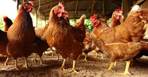 The Chicken Whisperer: tackling ammonia levels in backyard flocks | The Poultry Site https://thepoultrysite.com/articles/the-chicken-whisperer-tackling-ammonia-levels-in-backyard-flocks Meat Chickens Breeds, Antimicrobial Resistance, Chicken Images, Dessert Fruit, Backyard Poultry, Backyard Flocks, Chicken Breeds, Meat Chickens, Raising Chickens