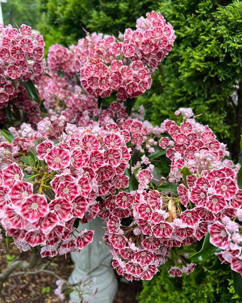 The mountain laurel flower, found @hartzellhousebedandbreakfast is also the state flower of Pennsylvania. It is a beautiful and hardy flower that can be found throughout the state, adding to the natural beauty of the area. The mountain laurel is known for its vibrant pink and white blossoms, which bloom in late spring or early summer. It is a symbol of resilience and strength, making it a fitting flower for both the Hartzell House and the state of Pennsylvania. Pennsylvania State Flower, Mountain Laurel Flower, Mountain Laurels, Laurel Flower, Evergreen Garden, Mountain Laurel, Late Spring, A Symbol, Pink And White