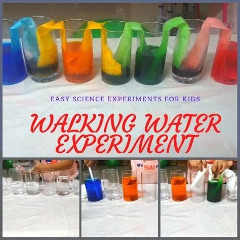 Experiments Preschool, Walking Water Science Experiment, Walking Water Experiment, Water Science Experiments, Capillary Action, Walking Water, Science Experiment For Kids, Water Experiments, Experiment For Kids