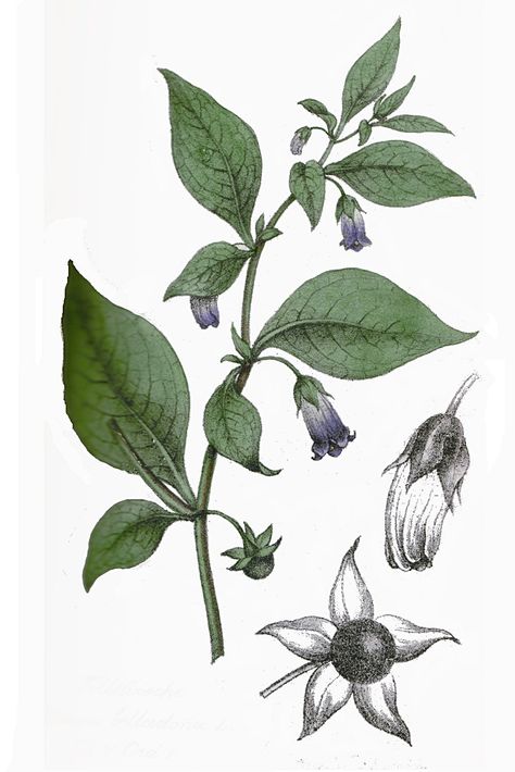 Atropa Belladonna Atropa Belladona, Belladonna Flower, Nightshade Flower, Filler Flowers, Witch Tattoo, Gothic Garden, Spooky Tattoos, Poisonous Plants, Illustration Botanique