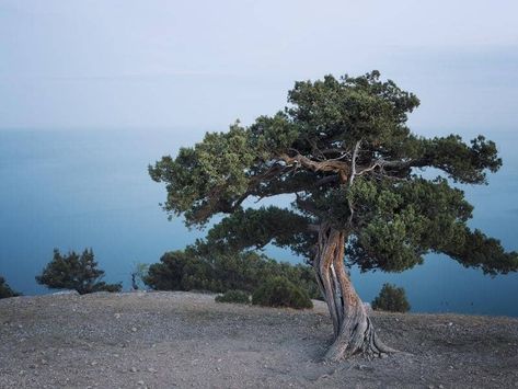 Blue Arrow Juniper, Juniper Plant, Blue Point Juniper, Juniper Tree, Tropical Africa, Conifer Trees, Root System, Tree Roots, Botanical Beauty