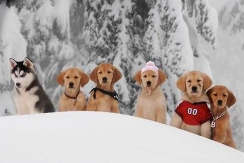 Golden Retriever Wallpaper, Disney Christmas Movies, Snow Buddies, Beloved Movie, Animal Action, Talking Dog, Dog Movies, Discord Pfps, Movies Disney