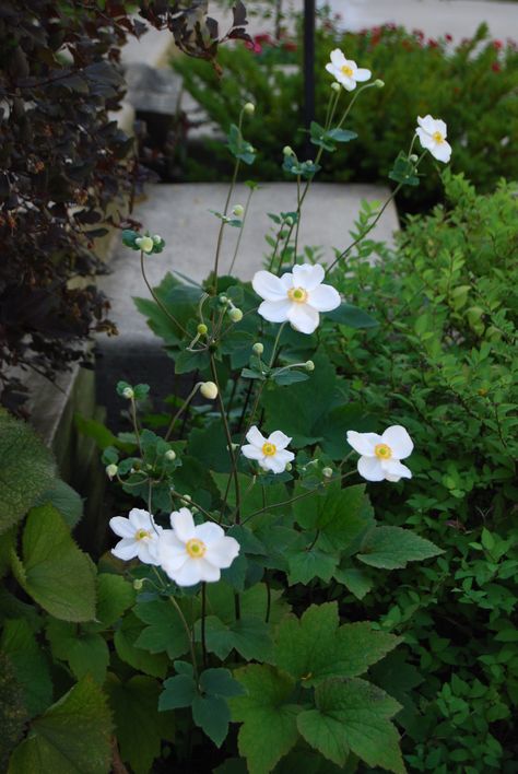 Japanese Plants, Green Gardens, Shade Garden Plants, Moon Garden, Woodland Garden, Garden Borders, White Gardens, Small Garden Design, Shade Plants