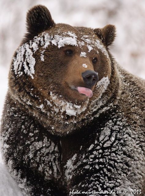 Brown Bear, The Snow