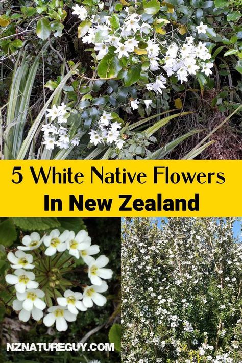 I love these beautiful white native flowers of New Zealand. Native Garden Nz, Nz Native Garden Ideas, New Zealand Garden Ideas, New Zealand Native Garden, New Zealand Native Plants, Nz Native Garden Landscape Design, Nz Native Garden, Nz Native Flowers, Nz Native Plants