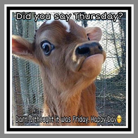 Happy Thursday Happy Thursday Funny, Thursday Funny, Morning Humor, Funny Animal Memes, Animal Jokes, Happy Thursday, Funny Animal Pictures, Animal Memes, Cute Funny Animals