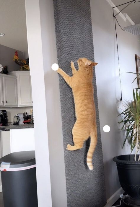 Katt Diy, Cat Room Decor, Cat Climbing Wall, Katt Grejer, Cat Patio, Cat Wall Furniture, Cat House Diy, Cats Diy Projects, Cat Playground