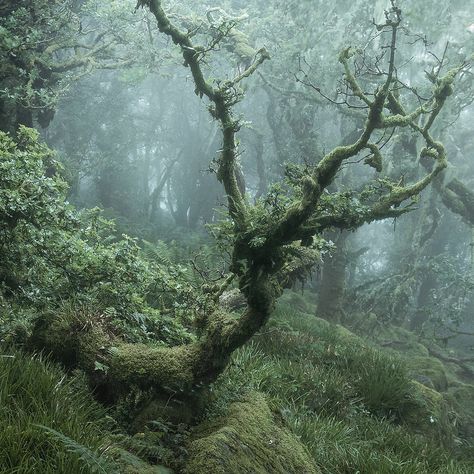 Reach | Wistmans Wood on Dartmoor | Neil Burnell | Flickr Dark Fairycore Aesthetic, Forest Fairy Aesthetic, Faerie Aesthetic, Fairy Grunge Aesthetic, Dark Fairycore, Fairycore Aesthetic, Dark Green Aesthetic, Foggy Forest, Fairy Aesthetic