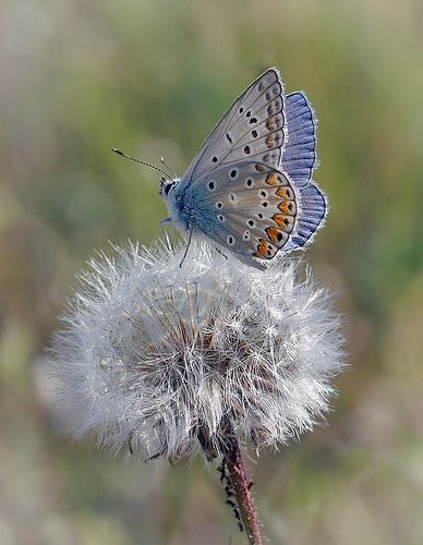 Photo Papillon, A Dandelion, Dandelion Wish, Beautiful Bugs, Butterfly Kisses, Airbrush Art, Butterfly Garden, Blue Butterfly, Beautiful Butterflies