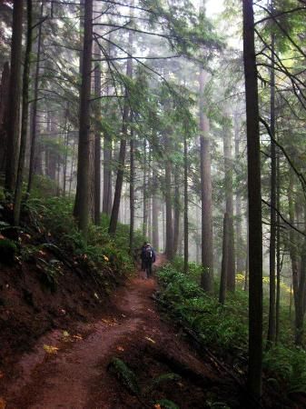 Forest Park, Portland, Oregon. Where I'd go for walks looking for Bigfoot..... Forest Park Portland, The Oregon Trail, Oregon Travel, Forest Park, To Infinity And Beyond, Pretty Places, Places Around The World, In The Woods, Portland Oregon