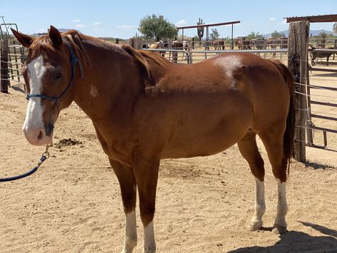 Chestnut - American Quarter Horse gelding.  Birth year 1999.  Difficult to pick out feet. Rideable.  Cinchy Chestnut Quarter Horse, American Quarter Horse, Birth Year, Quarter Horse, Beautiful Horses, Chestnut, Horses, Animals, Color