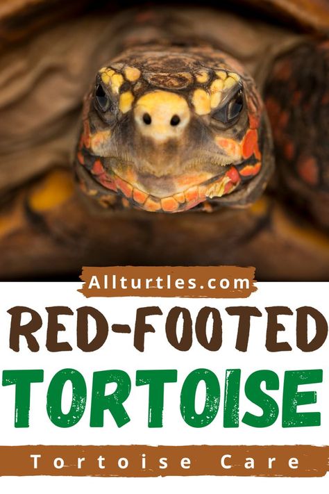 Red Footed Tortoise, Tortoise Enclosure, Tortoise Care, Tortoise Habitat, Turtle Time, Sulcata Tortoise, Your Pet, Dog Days, Reptiles